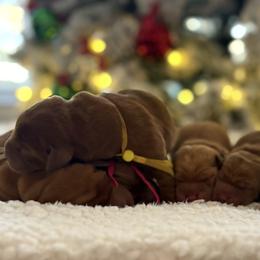 Labrador Retriever puppies from Dukes Retirevers