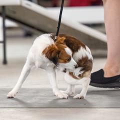 Nederlandse Kooikerhondje Puppies from Driftless Kooikerhondjes
