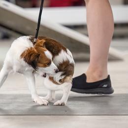 Nederlandse Kooikerhondje Puppies from Driftless Kooikerhondjes