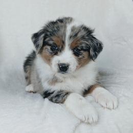 Boy 4 (Blue) - Blue merle male Australian Shepherd puppy in Yakima, Washington from Naches Heights Ranch