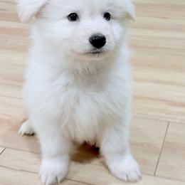 Berger Blanc Suisse Puppies from Moonlight Berger Blanc Suisses