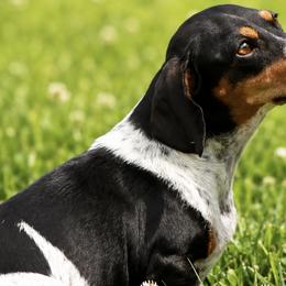 Biscuit - Dachshund