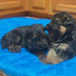 German Shepherds from German Shepherds vom Silberwald