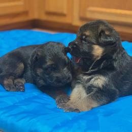 German Shepherds from German Shepherds vom Silberwald