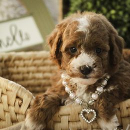 Remmy - Red  female Poodle puppy in Etna Green, Indiana from Perfect Match Poodles