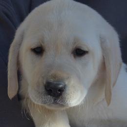Las Vegas Reno Jade - Yellow female Labrador Retriever puppy in Spring Creek, Nevada from Badland Kennel