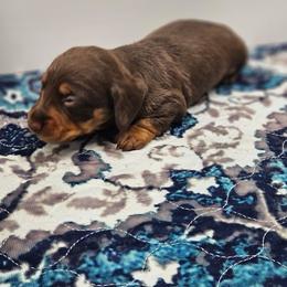 Lily - Chocolate and tan female Dachshund puppy in Anaconda, Montana from Montana Country Dachshunds