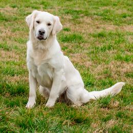 Golden Retriever All Grown Up from Feather Fletched English Goldens