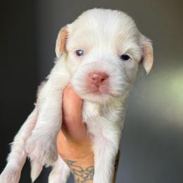 Taffy - Gold and white female Shihpoo puppy in Brevard County, Florida from Enchanting Puppies