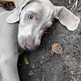 Weimaraner Puppies from Greyborn Weimaraners