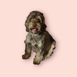 Winnie - Cockapoo
