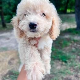 Ashely - Yellow and white female Bernedoodle puppy in Sulphur Bluff, Texas from V6 Ranch Dogs