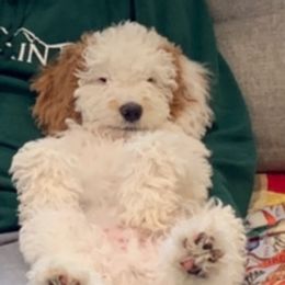 Australian Labradoodle Puppies from Gorgeous Doodles