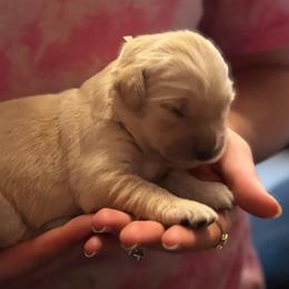 Girl 2 - Light golden female Golden Retriever puppy in Clay Center, Nebraska from Storm Chasers- Golden Retrievers & Basset Hounds