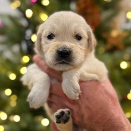 Glaceon - Turquoise - Light golden female Golden Retriever puppy in Salt Lake City, Utah from Soaring golden retrievers