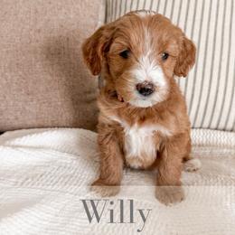 Willie - Red  male Goldendoodle puppy in Melba, Idaho from KZ Doodles