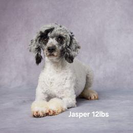 Jasper - Poodle