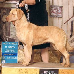 Chesapeake Bay Retriever All Grown Up from Pond Hollow Chesapeakes