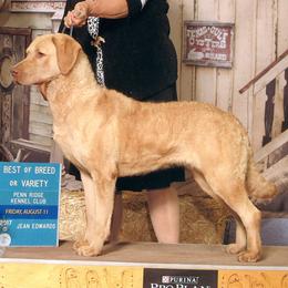 Chesapeake Bay Retriever All Grown Up from Pond Hollow Chesapeakes
