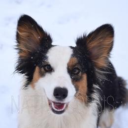 Laken - American Corgi