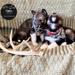 Alaskan Malamute puppies from Glacier Malamutes