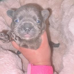 Green collar - Blue male French Bulldog puppy in Humble, Texas from Mary_Lands_dog_kennels