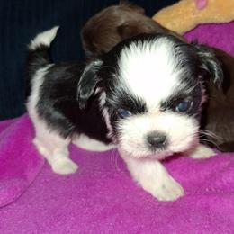 Milky - Black and white female Shih Tzu puppy in Memphis, Tennessee from Lady and the Tramp