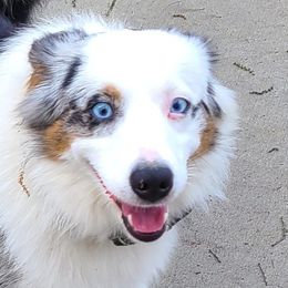 Caesar - Toy Australian Shepherd