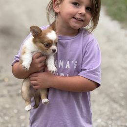 Chihuahua Puppies from Funnyface Frenchies & Long Haired Chihuahuas