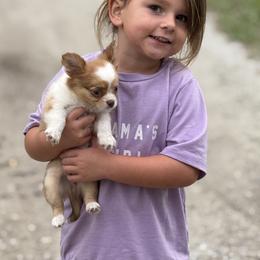 Chihuahua Puppies from Funnyface Frenchies & Long Haired Chihuahuas
