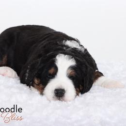 Bernedoodle Puppies from Bernedoodle Bliss