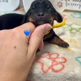 AKC Black and Tan Male - Black and tan male Dachshund puppy in Ladson, South Carolina from Funk's Four-Legged Friends