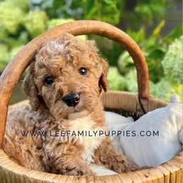 Miniature Boy-Conway - Apricot male Goldendoodle puppy in Tennessee from Lee Family Puppies