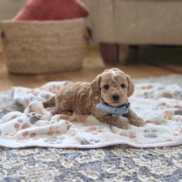 F1B Meet Princeton :) - Blenheim male Cavapoo puppy in Centerville, Iowa from Barnyard Dachshunds, Dals & Doodles