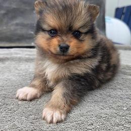 Rhodes - Chocolate merle male Pomeranian puppy in New Lenox, Illinois from Illinois Poms