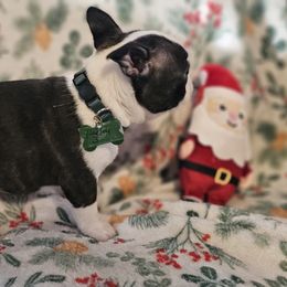 Boy 3 Green Collar - Black brindle and white male Boston Terrier puppy in Gore, Oklahoma from Ford's Traditional and Colored Boston Terriers