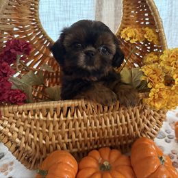 NUTMEG - Red and tan female Shih Tzu puppy in Kamilche, Washington from Serendipity Shih tzu