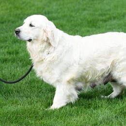 Francesca - Golden Retriever