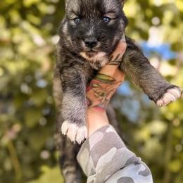 Australian Shepherds and Siberian Huskies from Northern Pine Huskies