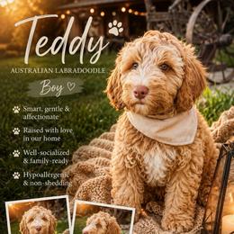 Toby - Caramel cream male Australian Labradoodle puppy in Millville, California from Hope Lane Kennels