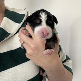 Turquoise - Black rust and white female Bernese Mountain Dog puppy in Saratoga Springs, Utah from Berner Acre Woods