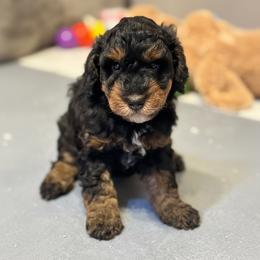 Dorthy - Phantom female Goldendoodle puppy in Columbus, Montana from Comfort Doodle