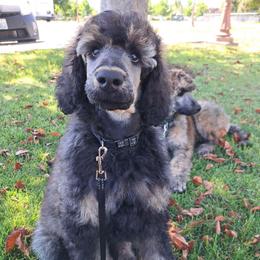 Sterling - Sable male Poodle puppy in Elk, Washington from Nothing better than Standard poodles