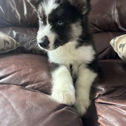 Siberian Husky Puppies from The Rulon Den