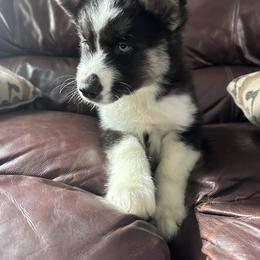 Siberian Husky Puppies from The Rulon Den