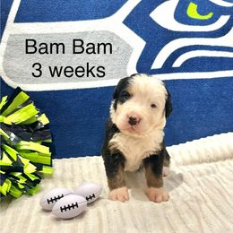 Bam Bam - Black Collar - Black and white male Bernese Mountain Dog puppy in Ravensdale, Washington from Raven Rock Puppies