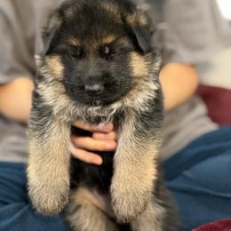 Green - Black and red male German Shepherd puppy in Baldwin, New York from vom Hermes German Shepherds