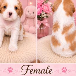 Female - Blenheim female Cavalier King Charles Spaniel puppy in Asheboro, North Carolina from Farmwood Cavaliers