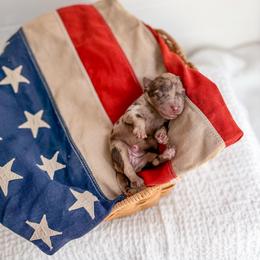 Bluebell - Merle female Goldendoodle puppy in Greencastle, Indiana from Willow & Co.