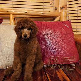 Girl 1 - Poodle puppy in Texas from Rosevly Standard Poodles